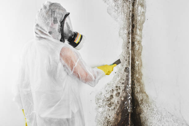 Best Fast Mold Removal  in University, MS