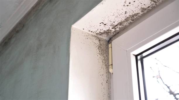 Best Fast Mold Removal  in University, MS