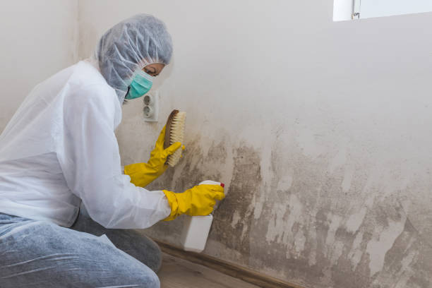 Best Mold Removal and Inspection  in University, MS