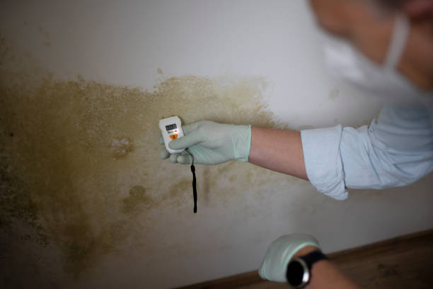 Best Black Mold Removal  in University, MS