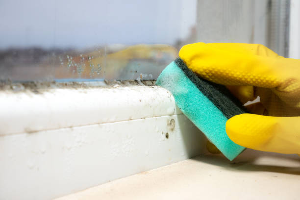 Best Attic Mold Removal  in University, MS