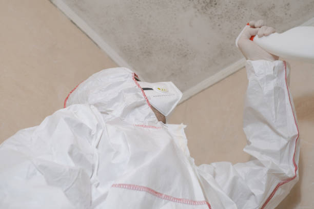 Mold Removal and Inspection in University, MS
