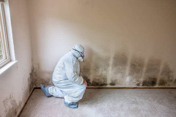 Crawl Space Mold Removal in University, MS