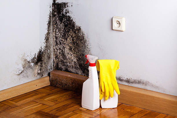 Best Attic Mold Removal  in University, MS