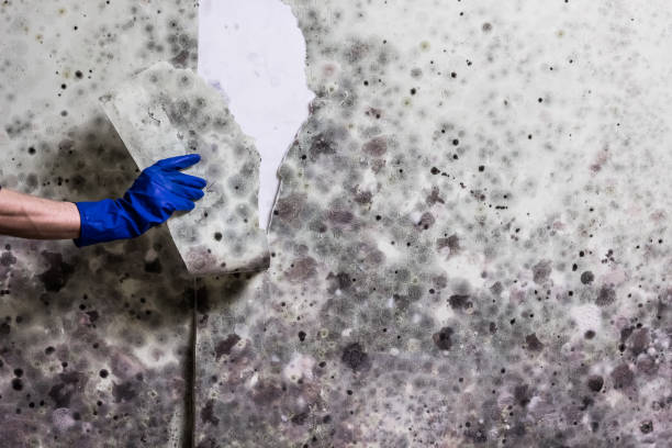 Best Commercial Mold Removal  in University, MS