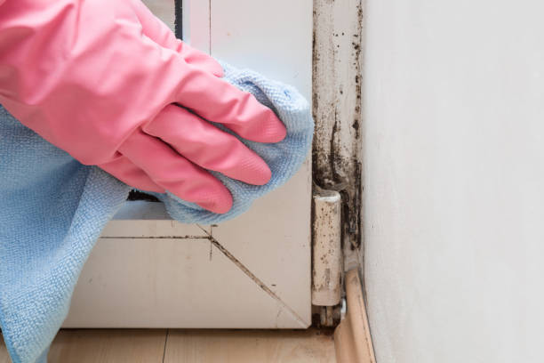 Professional Mold Removal in University, MS