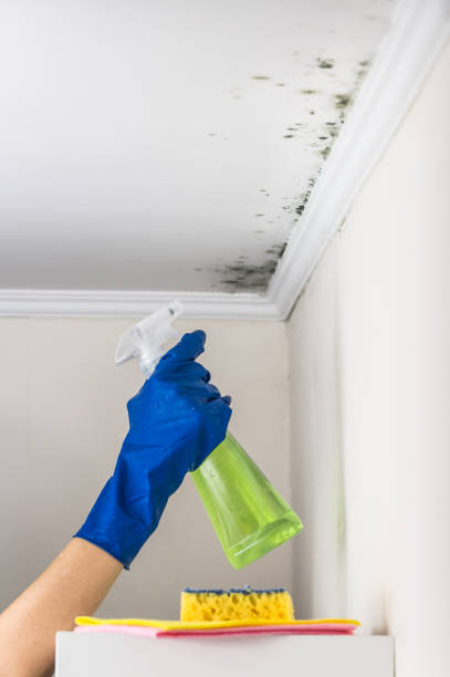 Best Office Mold Removal Services  in University, MS