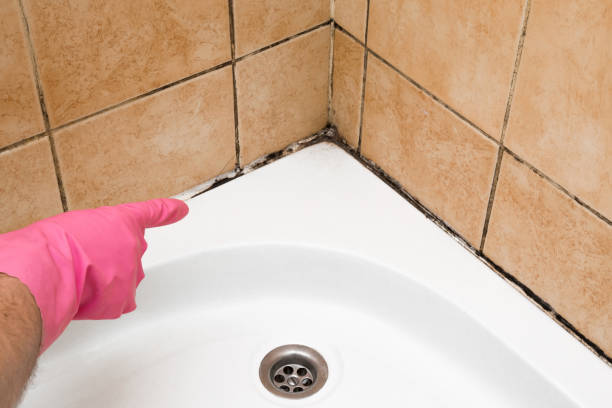 Certified Mold Removal in University, MS